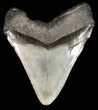 Megalodon Tooth - South Carolina #45945-2